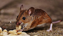 24 Hour & Emergency Exterminators in Huntington, WI